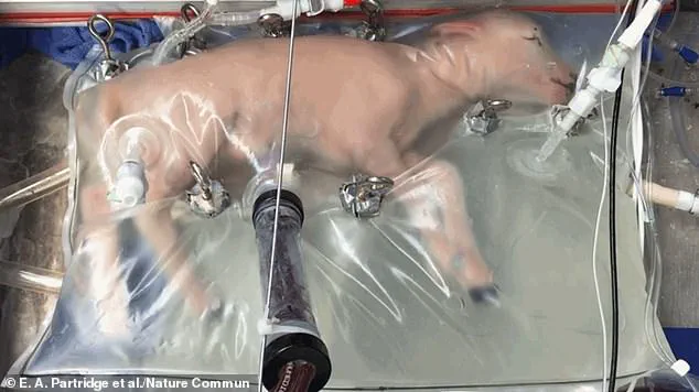 Artificial Wombs: A Generation Gap in Attitudes