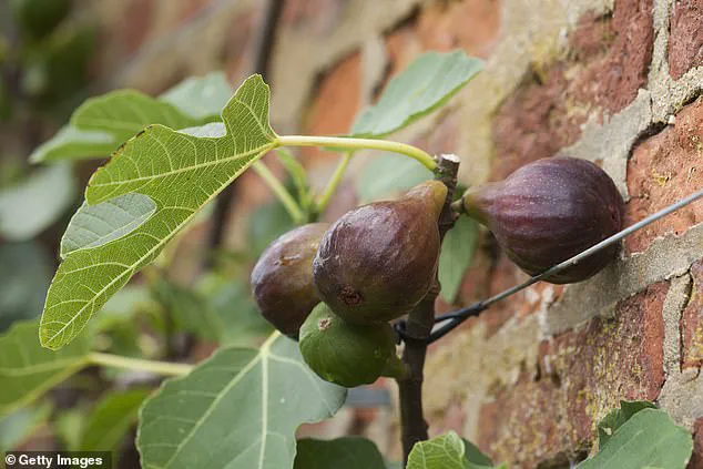 Britain's Gardens Adapt to Extreme Weather: A Look at the Royal Horticultural Society's innovative designs and choices