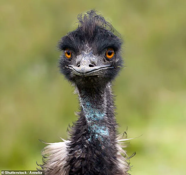 Emus: More Clever Than You Think