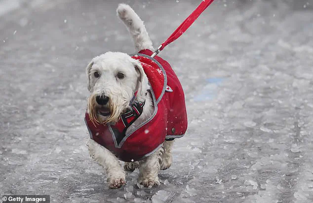 Guide Your Dog Through 'January Blues': Tips for a Happy Pet in the Post-Festive Season