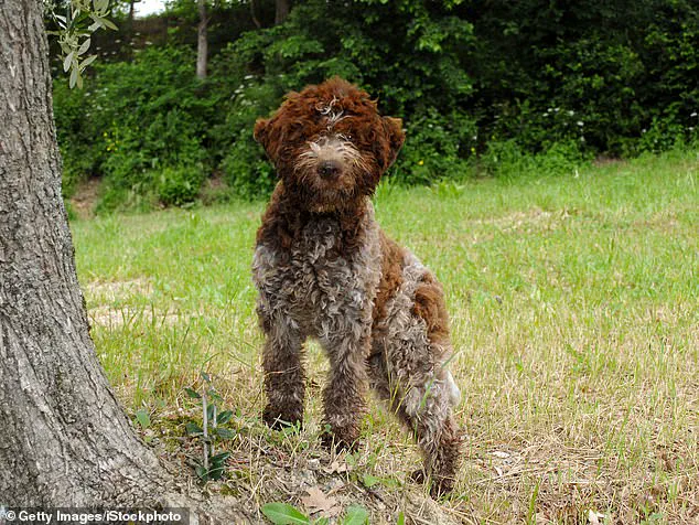 King Charles Embraces Fatherhood Again: A New Furry Friend Joins the Royal Family