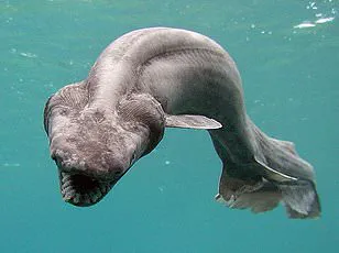 Mysterious 'Doomsday' Fish Washes Up in Mexico, Sparking Fear and Fascination