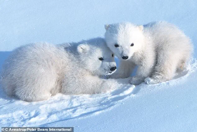 Rare Footage Reveals Polar Bear Cubs Emerging in Arctic Norway