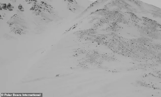 Rare Footage Reveals Polar Bear Cubs Emerging in Arctic Norway