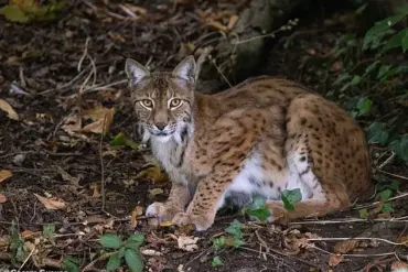 Scientists Propose Bringing Back Wolves and Bears to Britain