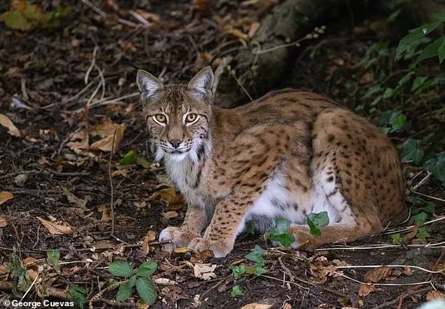 Scientists Propose Bringing Back Wolves and Bears to Britain