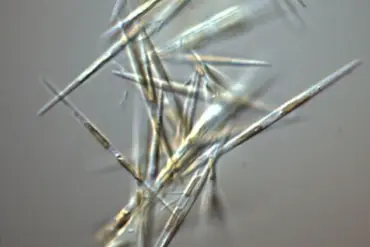 Surfer Attacked by Zombie-Like Neurotoxin Infected Sea Lion in California