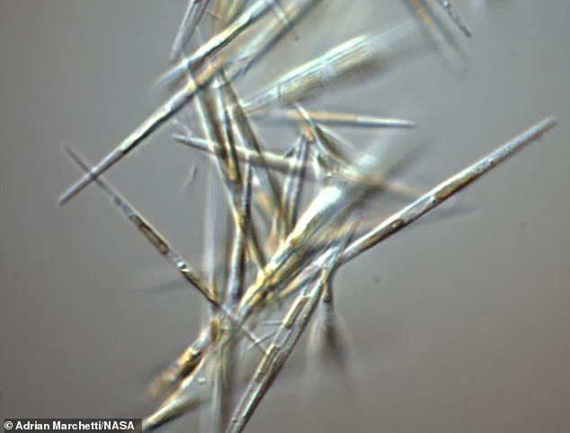 Surfer Attacked by Zombie-Like Neurotoxin Infected Sea Lion in California