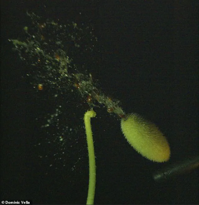 The Dance of Seed Dispersal: Unveiling the Intricate Mechanism