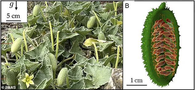 The Dance of Seed Dispersal: Unveiling the Intricate Mechanism