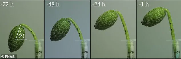 The Dance of Seed Dispersal: Unveiling the Intricate Mechanism