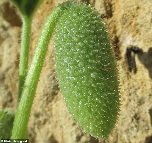 The Dance of Seed Dispersal: Unveiling the Intricate Mechanism