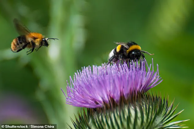 Two Bees Are Better Than One: Unraveling Bee Behavior