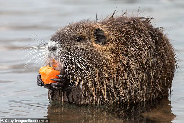 US Officials Urge Public to Hunt and Eliminate Invasive Nutria Rodents Threatening Health and Ecosystem