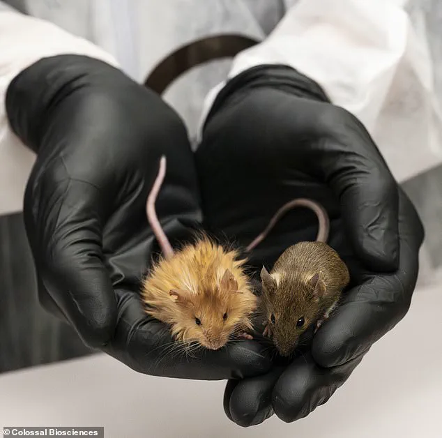 Woolly Mice: Cold-Weather Warriors in the Fight Against Climate Change