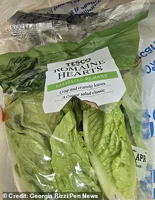 Beauty Therapist Finds Suspected Dead Rodent Embryo in Romaine Lettuce Bought from Tesco