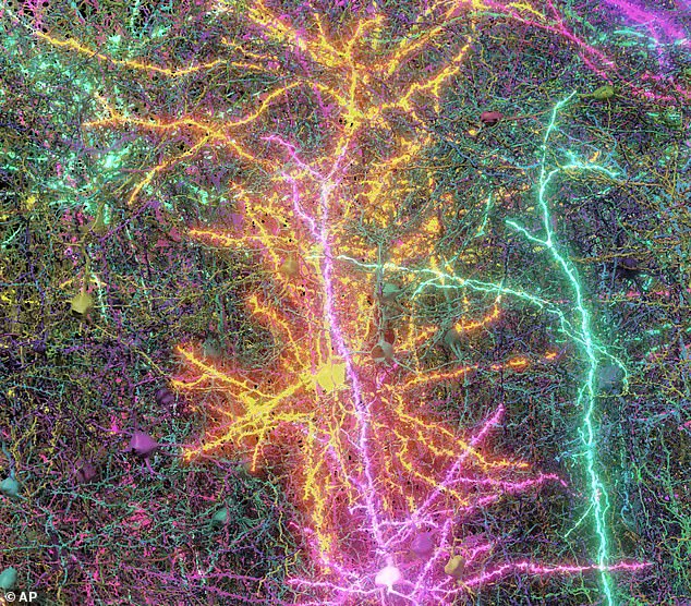 Breakthrough Study Reveals Detailed Map of Mammal Brain's Neural Connections