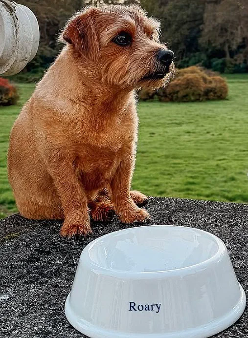 Prince and Princess of Wales Honor Dog Orla on National Pet Day with Sweet Instagram Post