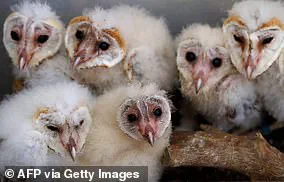 UK Starling Population Plummets to Record Low, RSPB Survey Reveals