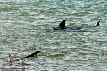 Why Sharks Attack: Scientists Uncover Key Reasons Behind Shark Bites