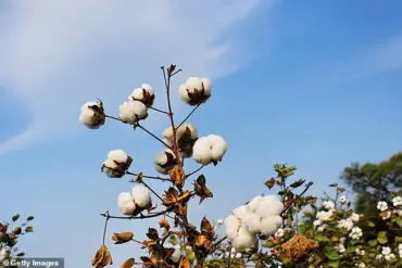 Glyphosate Found in Tampons at 40 Times Safe Limits Sparks Global Health Concerns and Expert Warnings