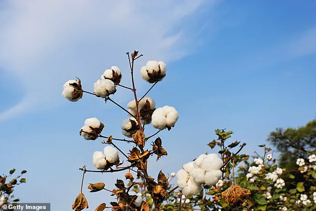 Glyphosate Found in Tampons at 40 Times Safe Limits Sparks Global Health Concerns and Expert Warnings