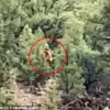 Viral Video of Mysterious Figure in Colorado Woods Sparks Bigfoot Speculation, With Researchers Calling It 'A Potential Breakthrough'