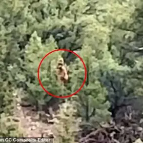 Viral Video of Mysterious Figure in Colorado Woods Sparks Bigfoot Speculation, With Researchers Calling It 'A Potential Breakthrough'