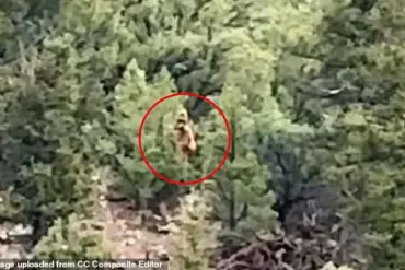 Viral Video of Mysterious Figure in Colorado Woods Sparks Bigfoot Speculation, With Researchers Calling It 'A Potential Breakthrough'