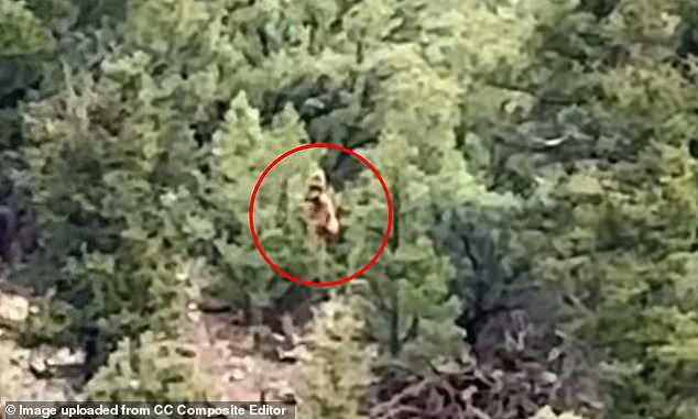Viral Video of Mysterious Figure in Colorado Woods Sparks Bigfoot Speculation, With Researchers Calling It 'A Potential Breakthrough'