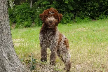 King Charles III Launches Bespoke Tweed Jacket Line for Dogs Snuff and Moley at Sandringham Estate