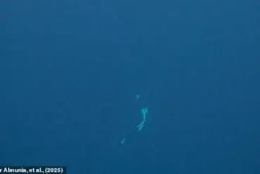 Orcas Observed Engaging in Surprising Behavior That Defies Their Reputation