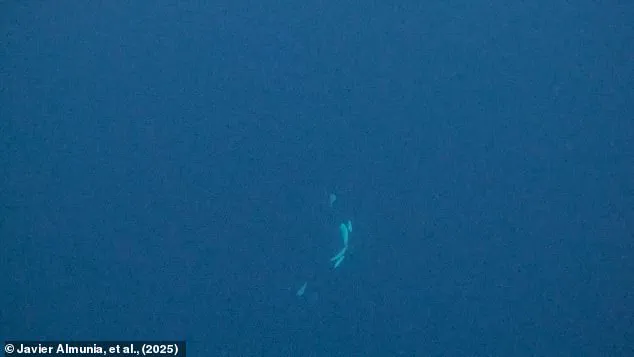 Orcas Observed Engaging in Surprising Behavior That Defies Their Reputation