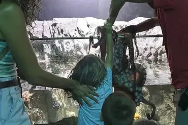 6-Year-Old's Terrifying Octopus Encounter Sparks Scrutiny Over Aquarium Safety Protocols