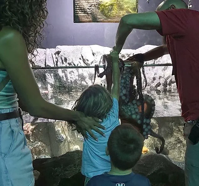 6-Year-Old's Terrifying Octopus Encounter Sparks Scrutiny Over Aquarium Safety Protocols