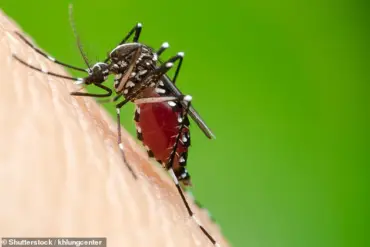 Climate Change Could Bring Dengue Fever to Western Europe, Study Warns