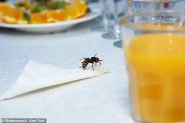 Coexisting with Wasps: A New Approach to Taming Summer's Unwanted Guests