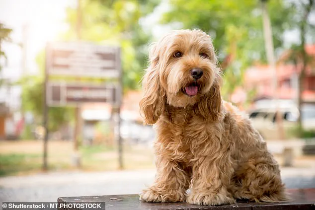 Dogs Trust Survey Reveals Consistent Popularity of Top Dog Names in the UK