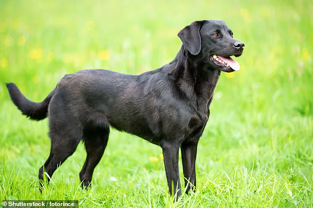 Exclusive Insight: UK Vet Data Reveals Overlap Between Pet and Baby Names, Highlighting Owners' Parental Identity