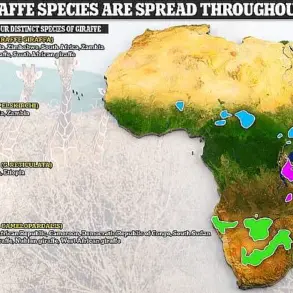 New Research Reveals Four Distinct Giraffe Species, Challenging Long-Held Taxonomic Assumptions