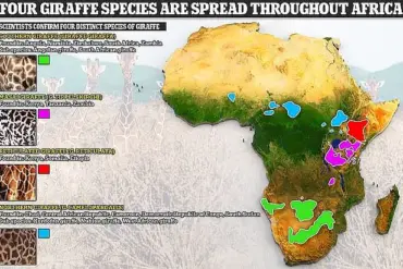 New Research Reveals Four Distinct Giraffe Species, Challenging Long-Held Taxonomic Assumptions