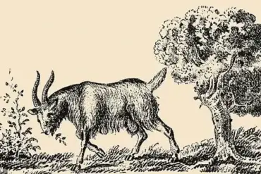 Optical Illusion Challenges Patience: Goat Picture Hides Woman's Face in Plain Sight