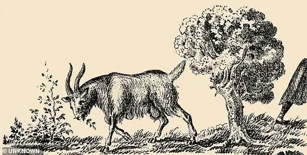 Optical Illusion Challenges Patience: Goat Picture Hides Woman's Face in Plain Sight