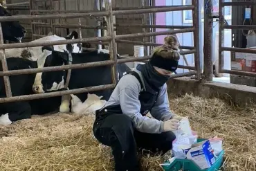 Rising Threat of Antibiotic-Resistant Salmonella Dublin: A Dual Danger to Cattle and Humans, Warns Penn State Research