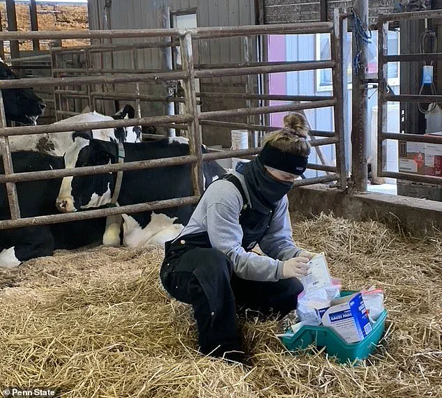 Rising Threat of Antibiotic-Resistant Salmonella Dublin: A Dual Danger to Cattle and Humans, Warns Penn State Research