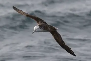 University of Tokyo Study Reveals Seagull Pooping Habits, Spurring Calls for Public Health Regulations