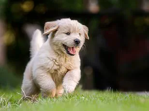 Experts Warn: Dogs' Lip Licking May Signal Stress, Not Hunger