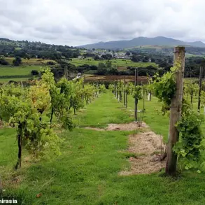 North Wales' Emerging Viticulture: A New Frontier for Pinot Noir in a Changing Climate