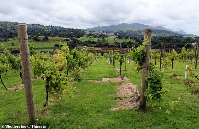 North Wales' Emerging Viticulture: A New Frontier for Pinot Noir in a Changing Climate