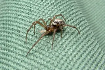 Urgent Alert: Window Cleaner Hospitalized After 'Britain's Most Dangerous Spider' Bite Sparks Renewed Safety Concerns in UK